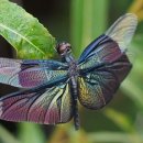 나비잠자리 이미지