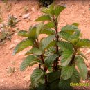 천태산농원 이미지