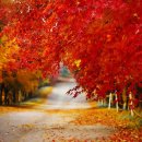 (11/02) 독립기념관 단풍나무숲길 힐링(승합)에 초대합니다 이미지