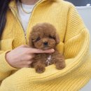 함안군건강생활지원센터 | 함안강아지분양 실버푸들분양후기