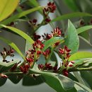 영평조록나무 이미지