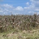 소들의 천국 이미지