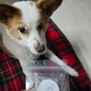 건강한 펫 이미지