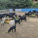 광개토농장 이미지