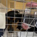 벨라켄넬 이미지