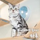 마루헤어 이미지