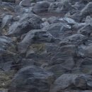 제주피움 이미지