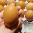 세례유정란농장 이미지