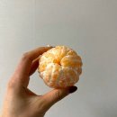 지평선티엠알영농조합법인 | 위메프 영농조합법인지평선한우 제주 한라봉 3kg 소과 내돈내산 후기(추가구매 티몬)