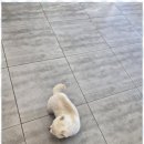 복이애견샵 이미지