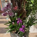 파크 블러썸 이미지