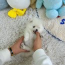 데일리독 이미지