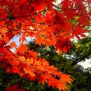 단풍나무펜션민박 이미지