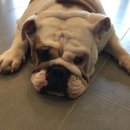 왈왈펫카페 이미지