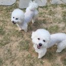 댕라이킷 이미지