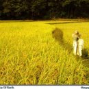 허수아비 이미지