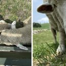 경하목장 이미지