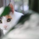 트립펫 네이버블로그