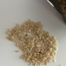 구수 | 명절 선물 세트 추천 | 백옥향 현미쌀 후기｜구수한 향이 진짜 ‘맛있는쌀’ (충만한농부 2kg)