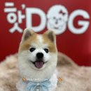 핫DOG 이미지