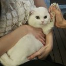 강아지를 부탁해 이미지