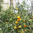 평안농장 이미지