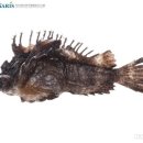 쑤기미, 쏠치 lump fish (오니오코제 オニオコゼ) 이미지
