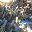 솔골농장 이미지