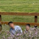 제주포인트투어 | [제주도] 제주 야외 스냅 촬영 준비 ｜제주르·드이베·샵064·조이투어 업체 이용 후기 및 가격