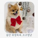 멍냥이네 가위컷 | 동탄 애견미용 추천 동탄 코코멍냥 위생목욕 후기