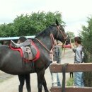 [호주유학] 호주국립전문대학교 TAFE NSW, 말 산업 경영학 Equine (Horse) Studies 이미지