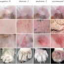 안양김준동물병원 이미지