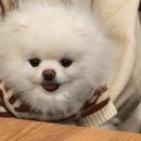베비나