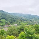 콜라니티다 이미지