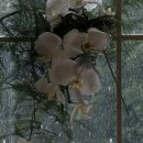 초록빛 | 창원, 부산 초록빛스냅 계약 후기(+짝꿍) 아이폰스냅 내돈내산