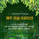 호텔감귤향기 이미지