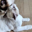 양이멍이 이미지