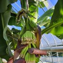 몽키바나나 이미지