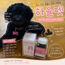 하율이네 | 하율펫 강아지 기관지 영양제 닥터스펫 후기