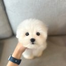 글로리 폭스 꼬똥 이미지