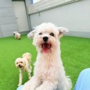 놀러오개 네이버블로그