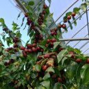 성리농장 이미지