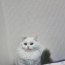 카밍캣 고양이미용 이미지