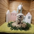 퍼니멍멍 이미지