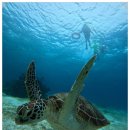 럭키 | 보홀호핑 스노쿨링 호핑투어예약 럭키호핑 후기