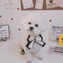 알콩달콩 애견미용실 이미지