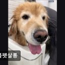 늘봄펫살롱