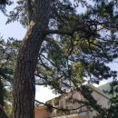 오리정민박 이미지