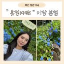 [공지] 기장 수국 카페 정관 &#34;유정1995&#34; 방문 후기