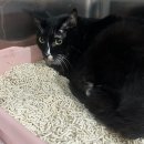 제일2차동물메디컬센터 이미지